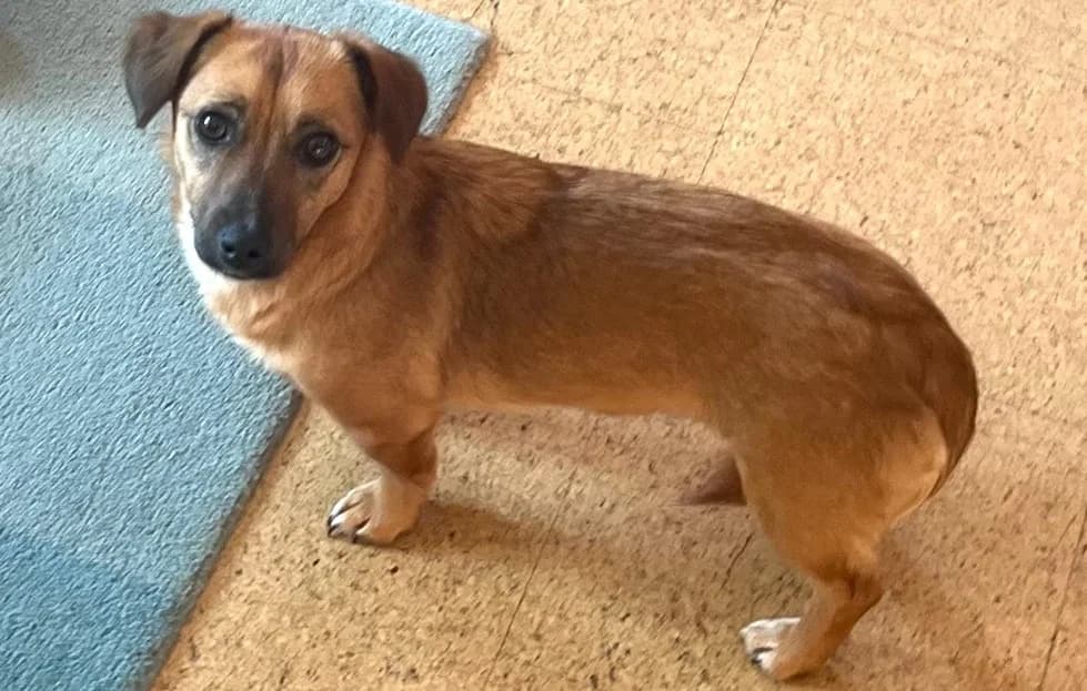 Neyla, female young Mixed Breed for adoption at Ein Herz für Streuner e.V., München