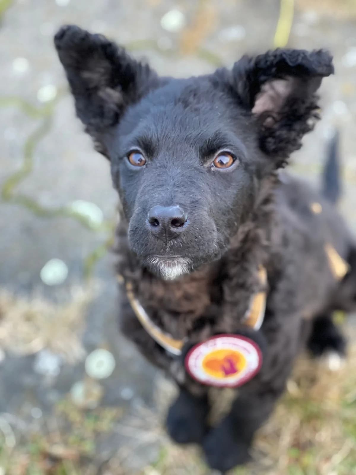 Neymar, schwarz male puppy Mixed Breed for adoption at Ein Herz für Streuner e.V., München