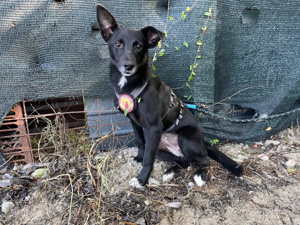 Nia, female 3yo Mixed Breed for adoption at Ein Herz für Streuner e.V., München