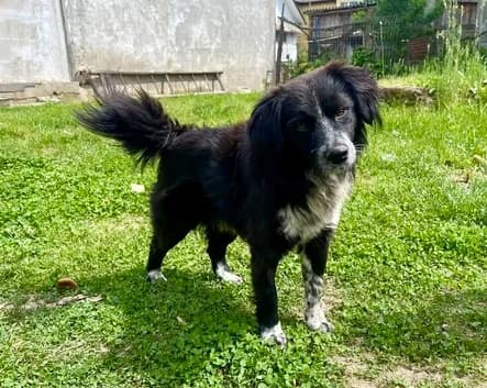 Nibbler, weiß male 5yo Mixed Breed for adoption at Ein Herz für Streuner e.V., München