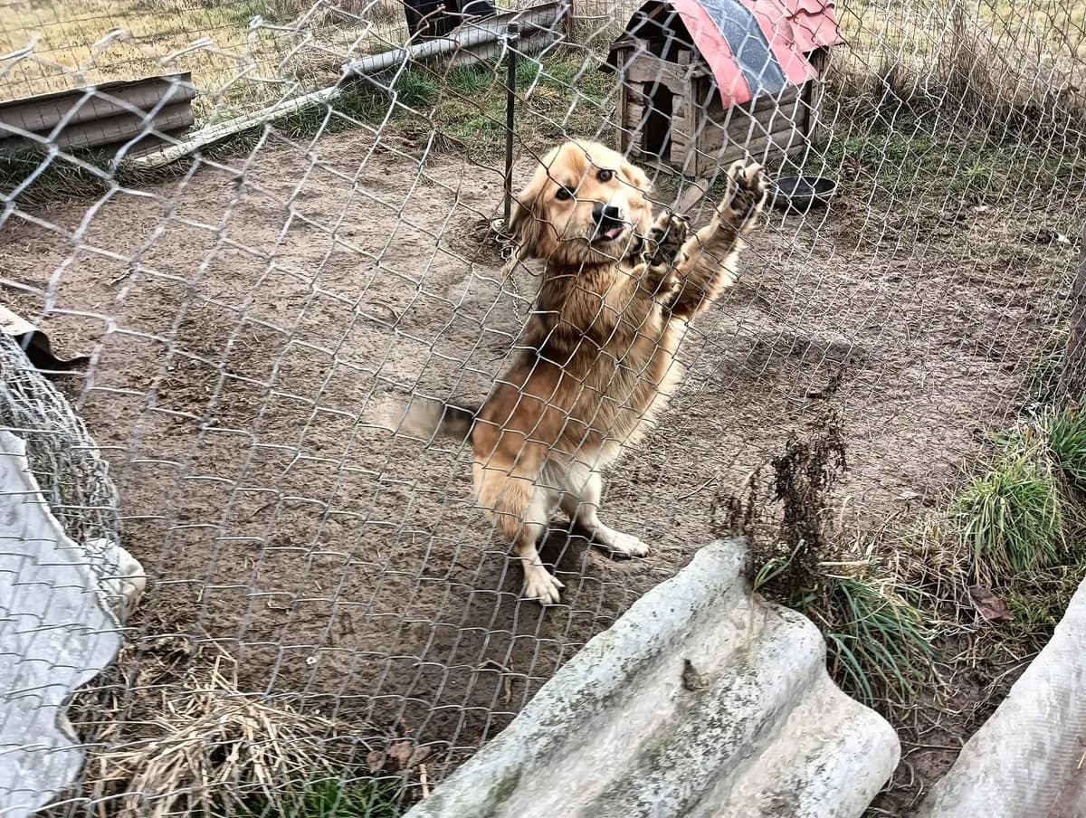 Nice, female young Mixed Breed for adoption at Ein Herz für Streuner e.V., München