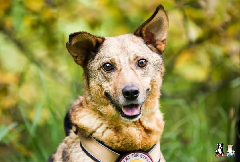Nice, female senior Mixed Breed for adoption at Ein Herz für Streuner e.V., München
