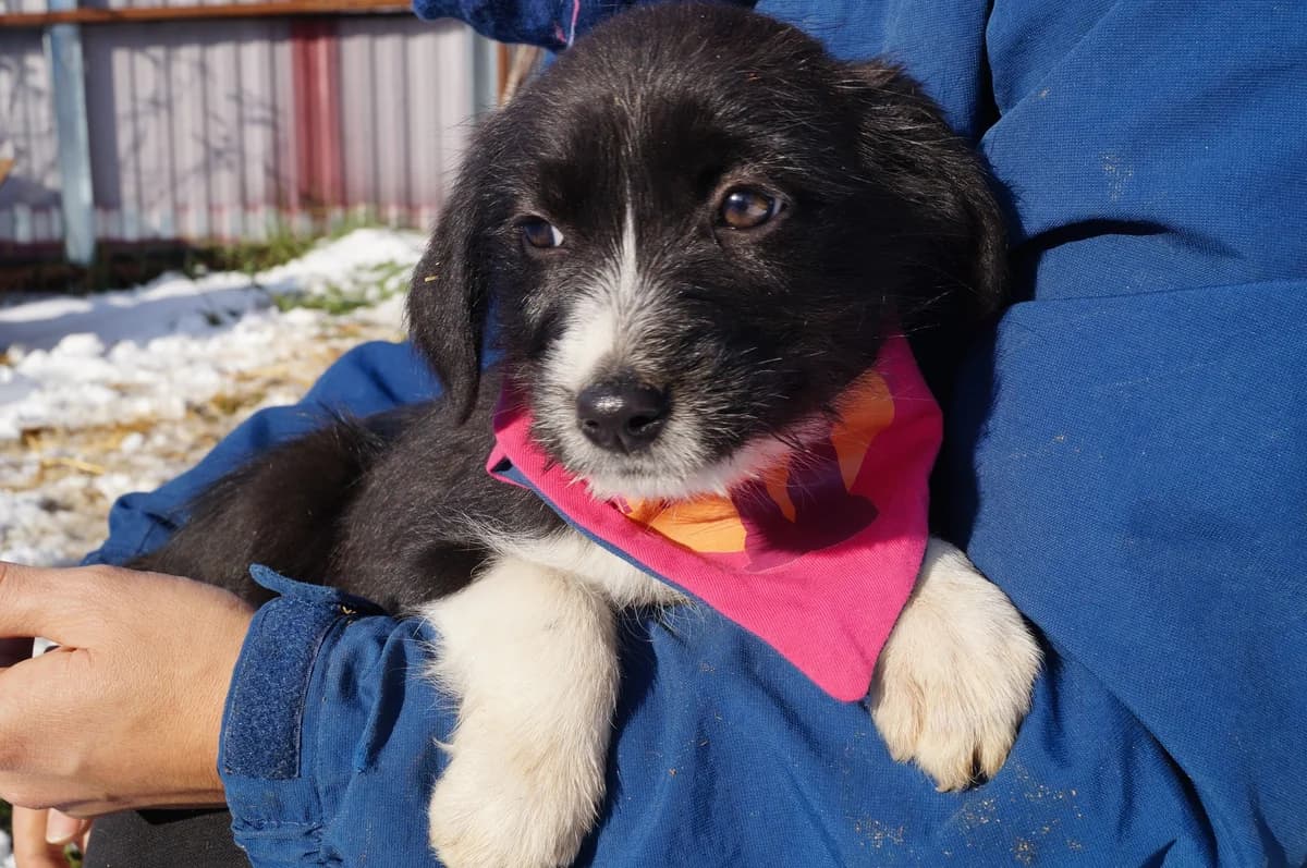 Nici, female puppy Mixed Breed for adoption at Ein Herz für Streuner e.V., München