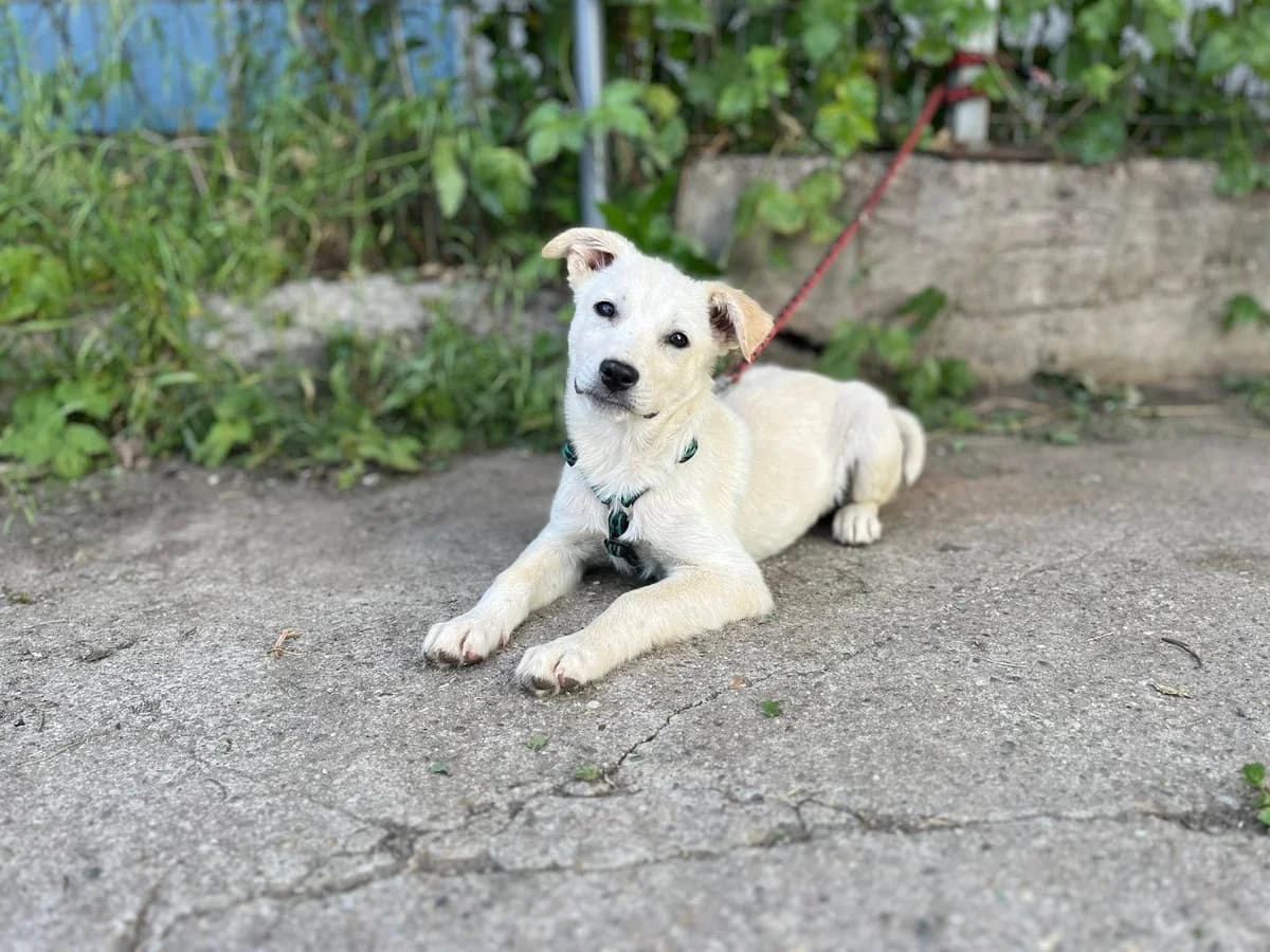 Nicita, female puppy Mixed Breed for adoption at Ein Herz für Streuner e.V., München
