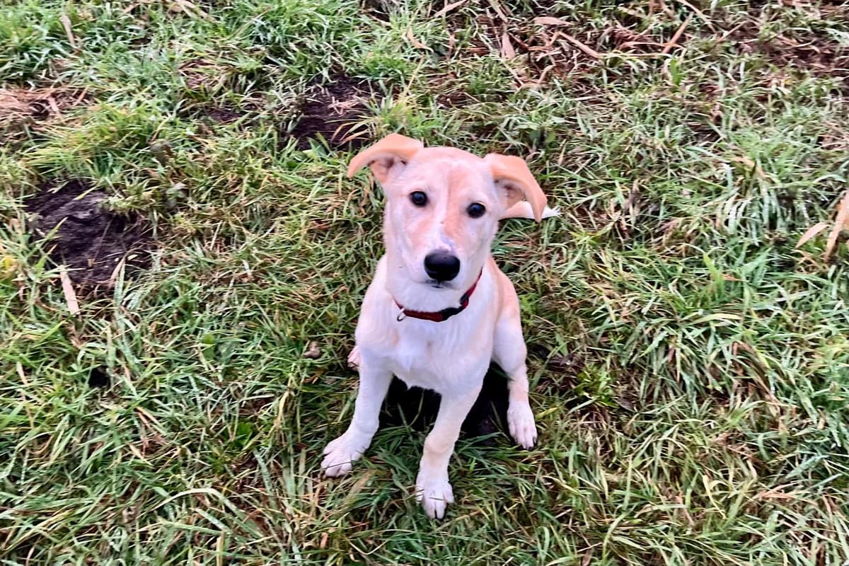 Nicki, female puppy Mixed Breed for adoption at Ein Herz für Streuner e.V., München