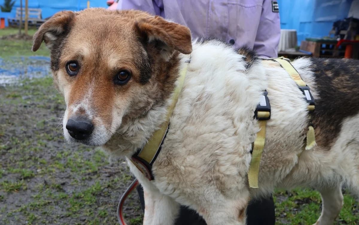 Nicki, female 7yo Mixed Breed for adoption at Ein Herz für Streuner e.V., München