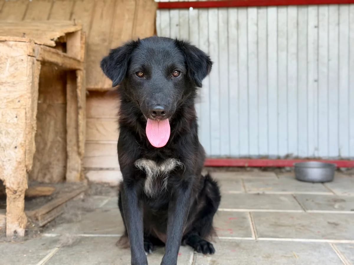 Nicky, male young Mixed Breed for adoption at Ein Herz für Streuner e.V., München