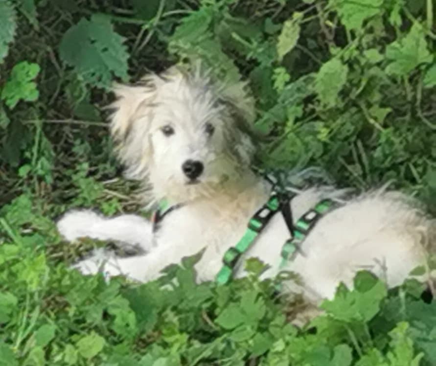 Nicky, female puppy Mixed Breed for adoption at Ein Herz für Streuner e.V., München