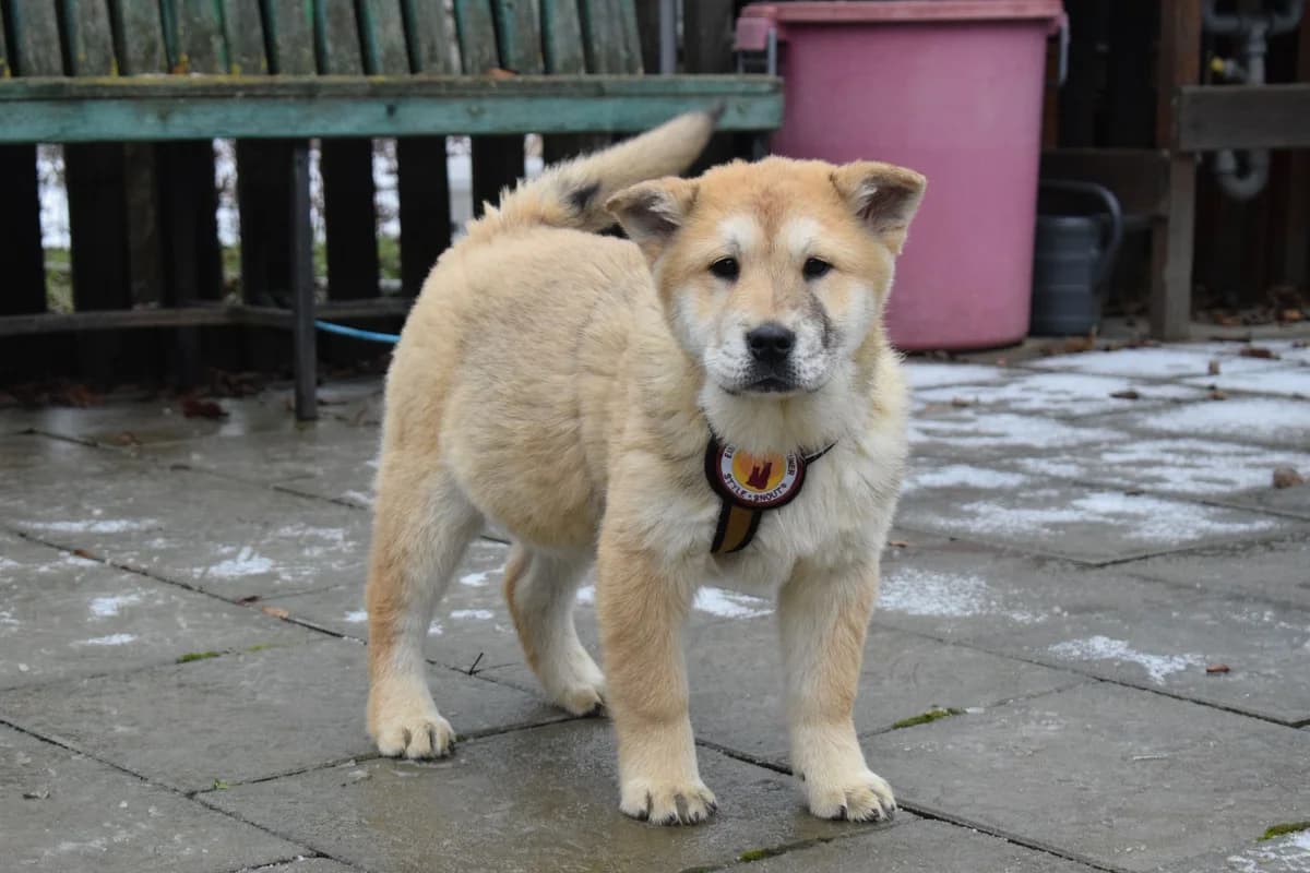Nico, male puppy Mixed Breed for adoption at Ein Herz für Streuner e.V., München