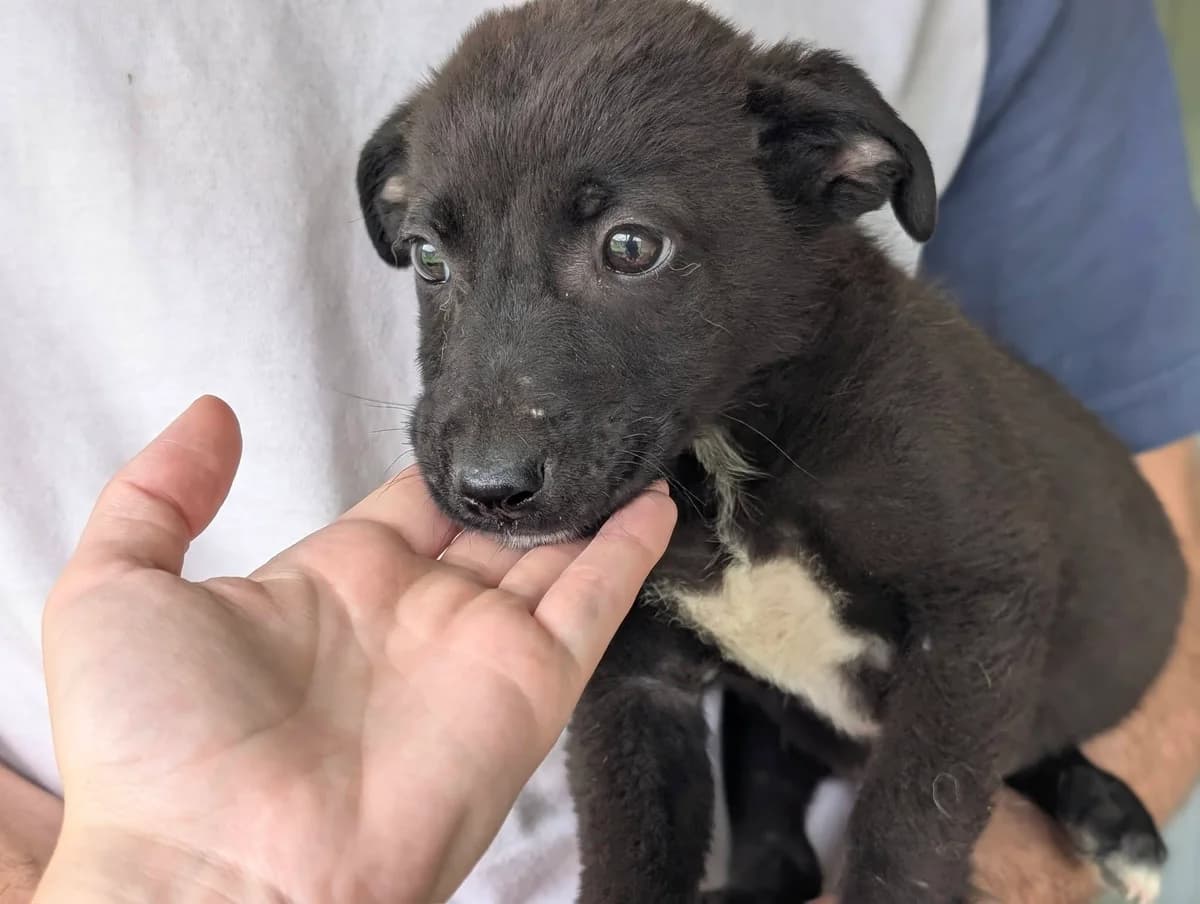 Nico, weiß male puppy Mixed Breed for adoption at Ein Herz für Streuner e.V., München