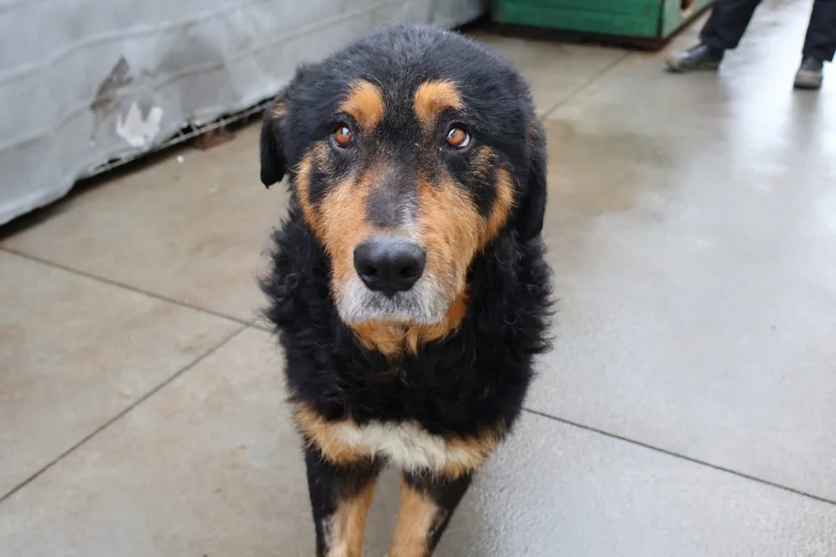 Nielson, schwarz male 7yo Mixed Breed for adoption at Ein Herz für Streuner e.V., München