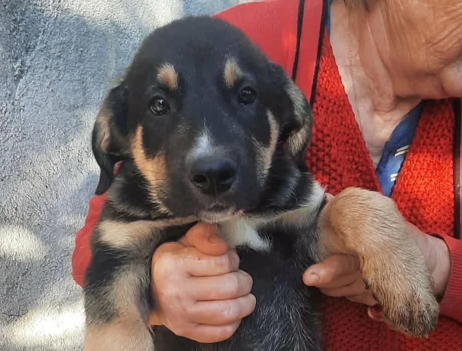 Niffler, weiß male puppy Mixed Breed for adoption at Ein Herz für Streuner e.V., München