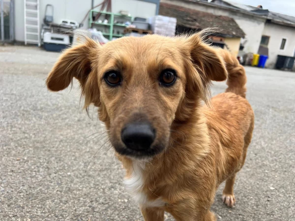 Nika, female young Mixed Breed for adoption at Ein Herz für Streuner e.V., München