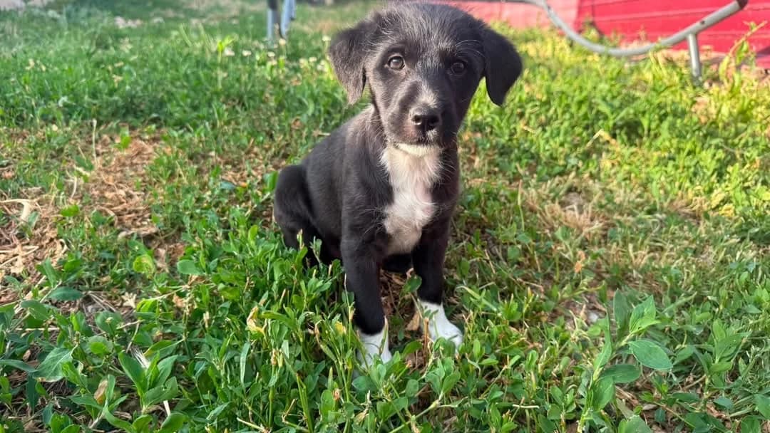 Nika, female puppy Mixed Breed for adoption at Ein Herz für Streuner e.V., München