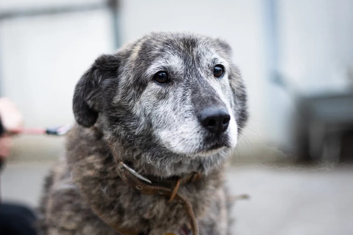 Nikan, male senior Mixed Breed for adoption at Ein Herz für Streuner e.V., München