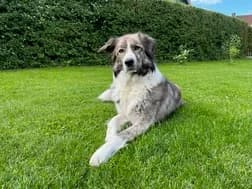 Nike, female 3yo Mixed Breed for adoption at Ein Herz für Streuner e.V., München