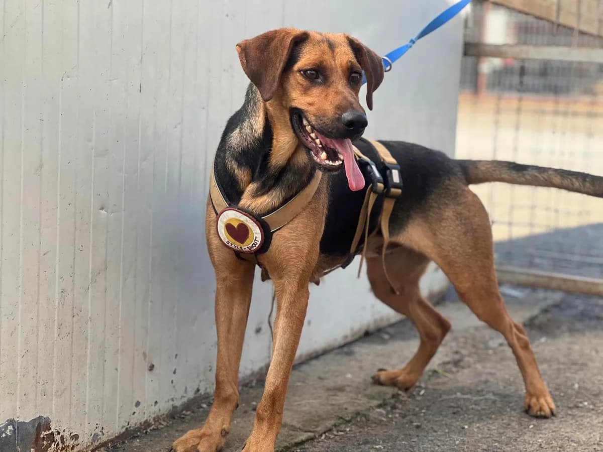 Niki, female 4yo Mixed Breed for adoption at Ein Herz für Streuner e.V., München