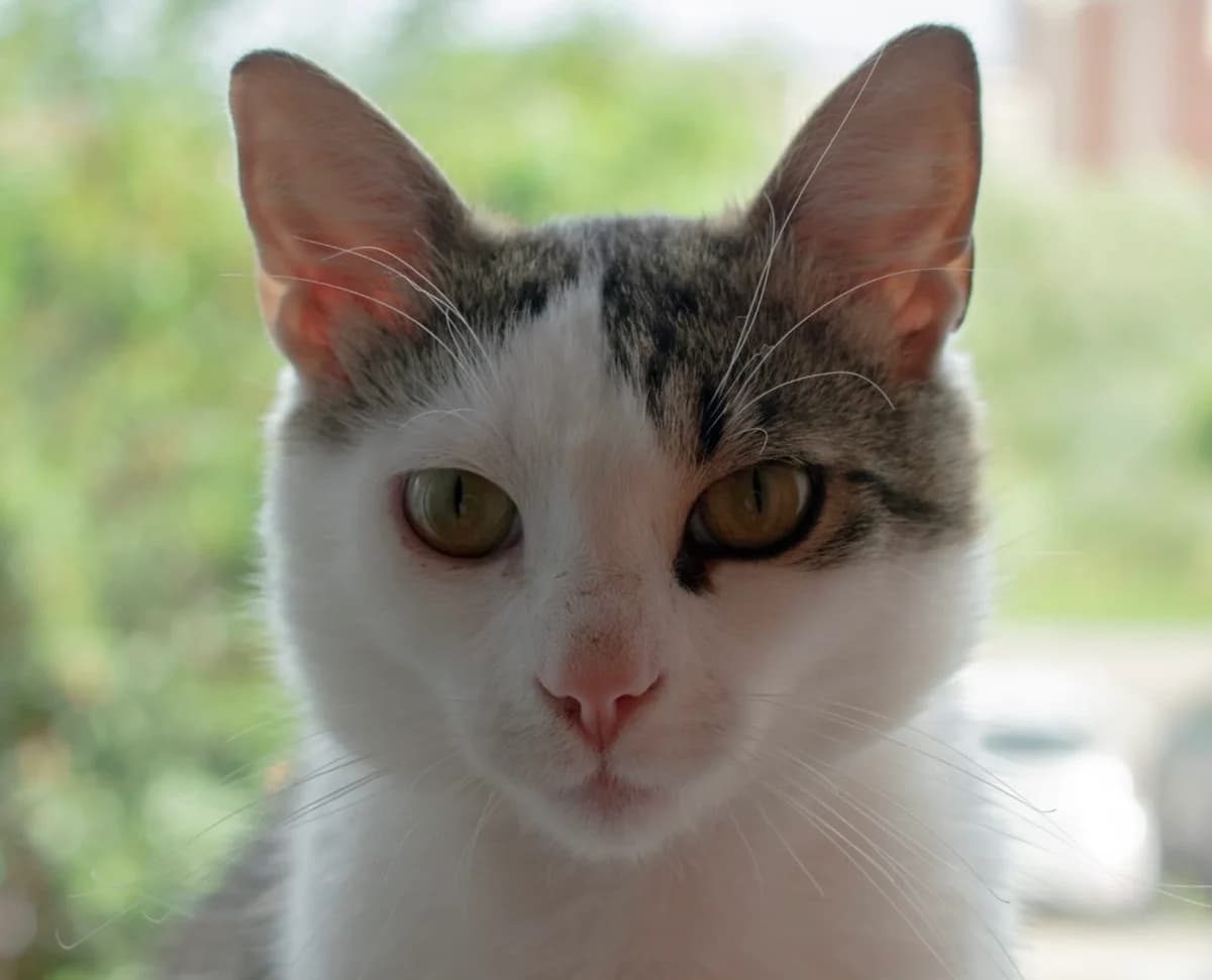 Nikita, male young Mixed Breed for adoption at Ein Herz für Streuner e.V., München