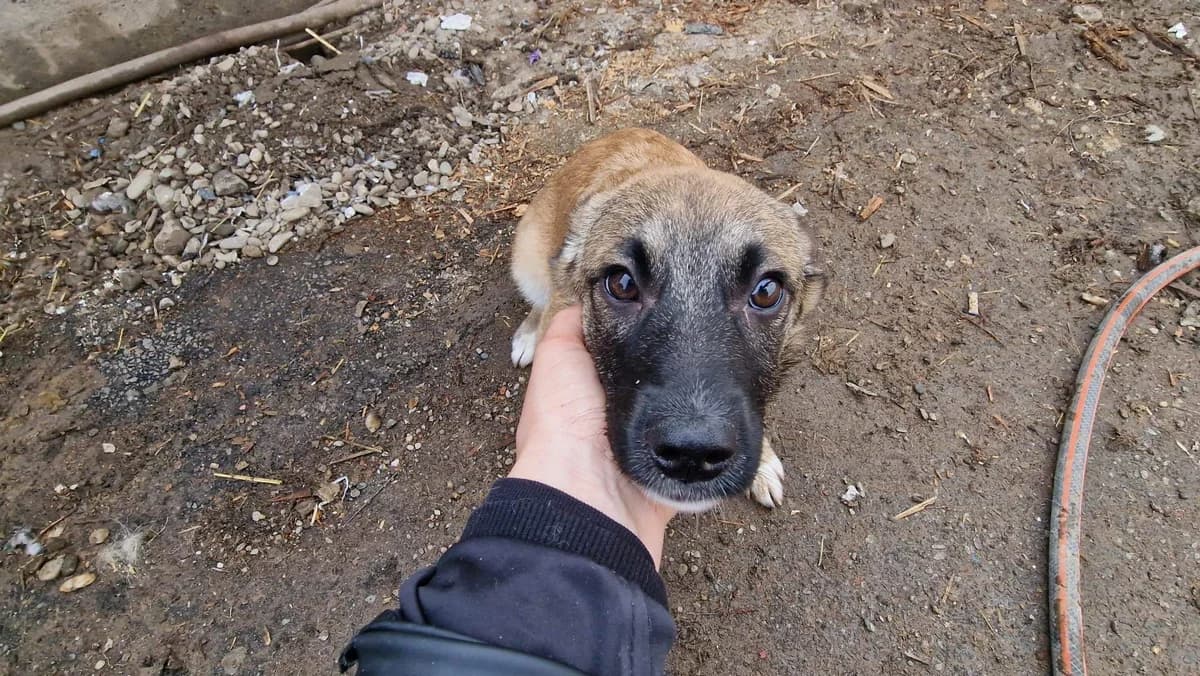 Nikita, female puppy Mixed Breed for adoption at Ein Herz für Streuner e.V., München