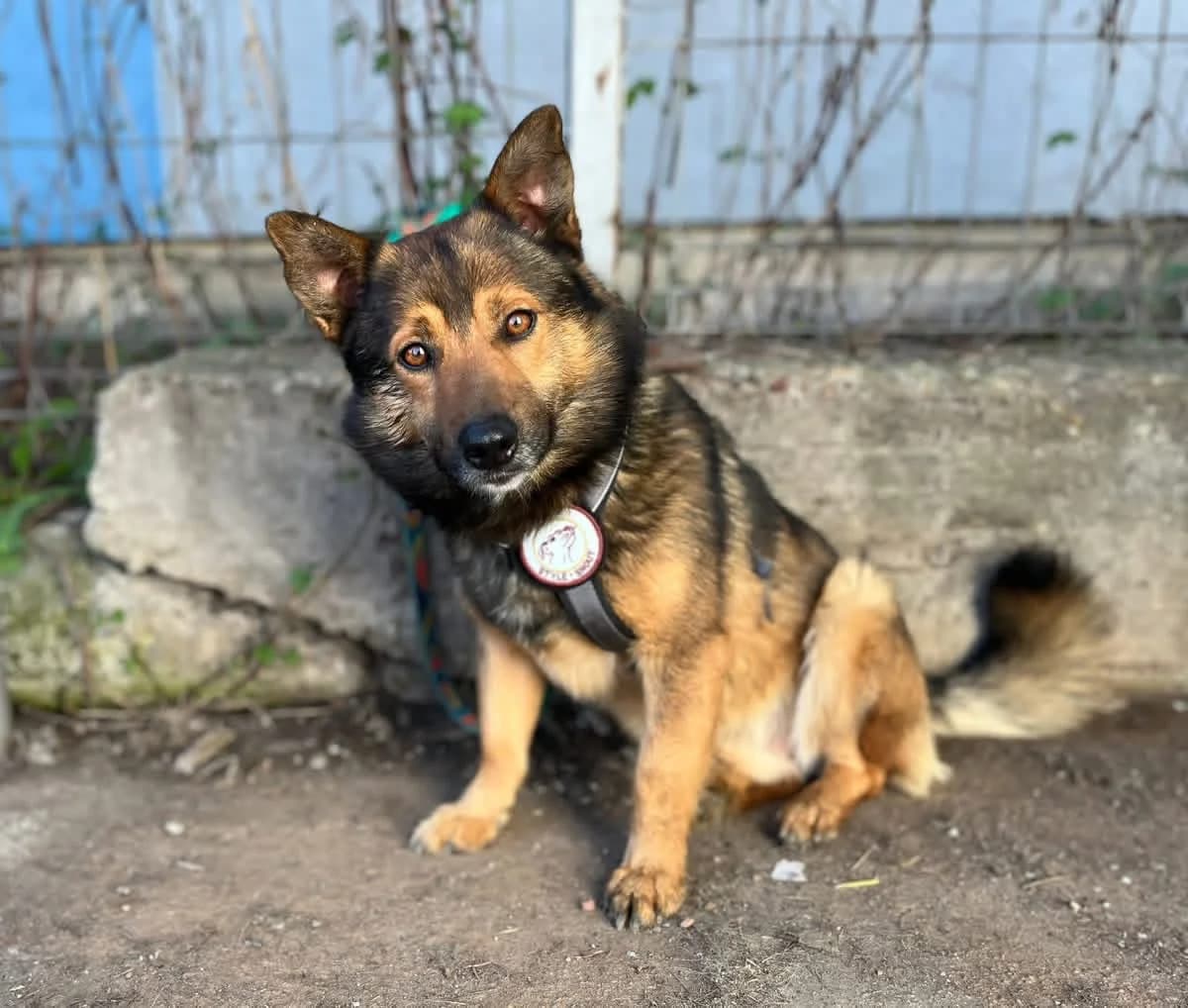 Niko, male 3yo Mixed Breed for adoption at Ein Herz für Streuner e.V., München