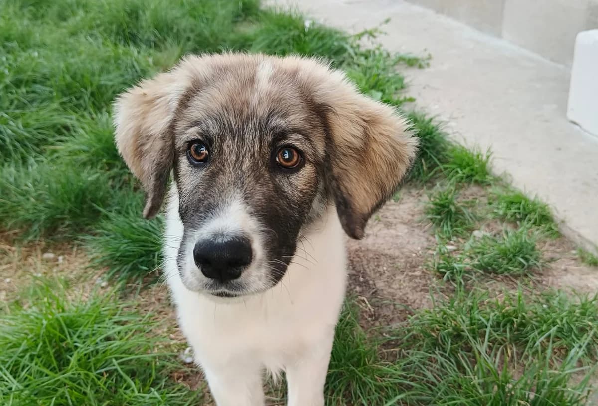 Niko, male puppy Mixed Breed for adoption at Ein Herz für Streuner e.V., München