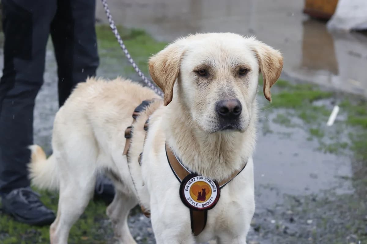 Nikolai, male 3yo Mixed Breed for adoption at Ein Herz für Streuner e.V., München