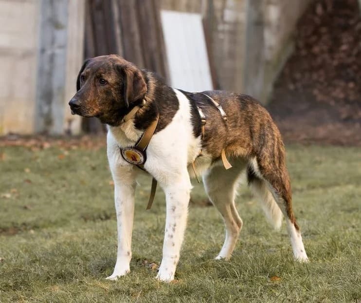 Nikolaus, male young Mixed Breed for adoption at Ein Herz für Streuner e.V., München