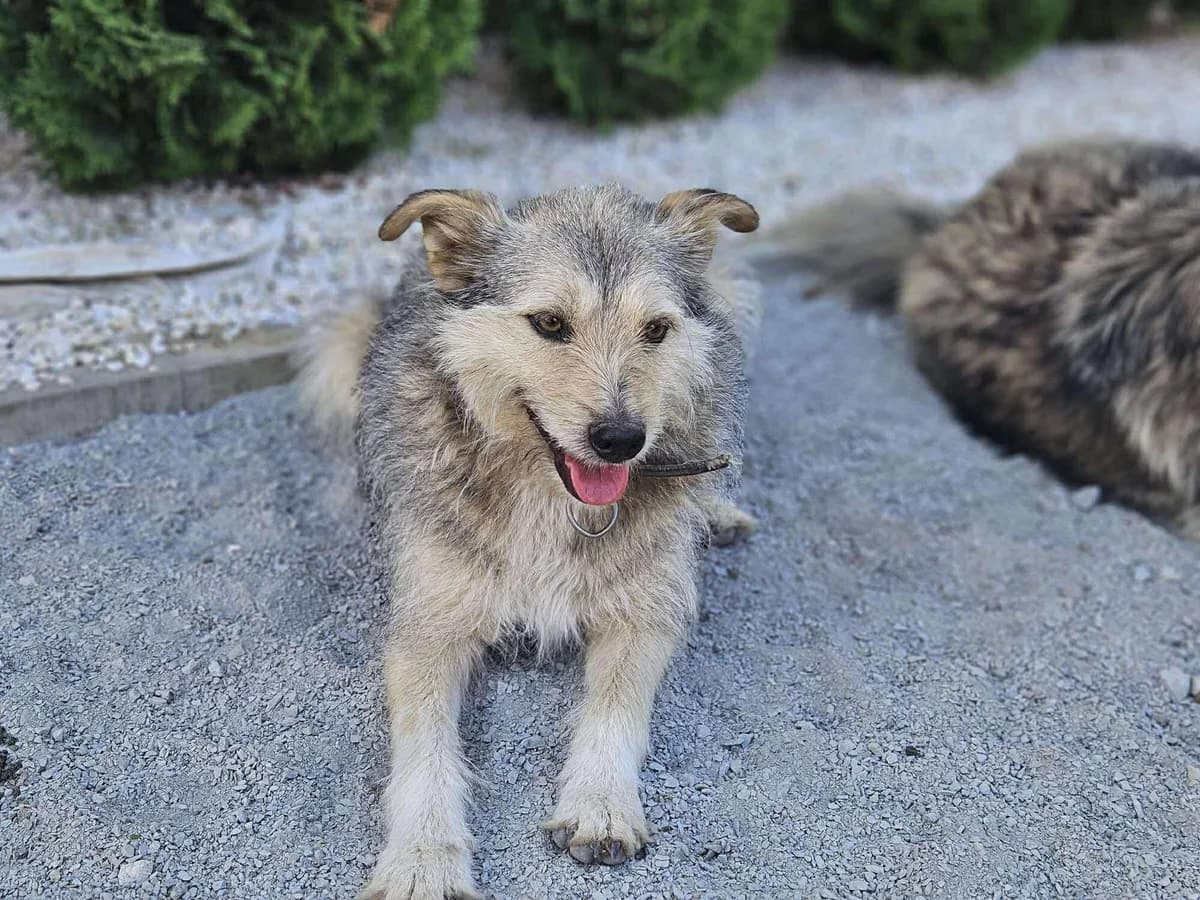 Nikos, grau male 4yo Mixed Breed for adoption at Ein Herz für Streuner e.V., München