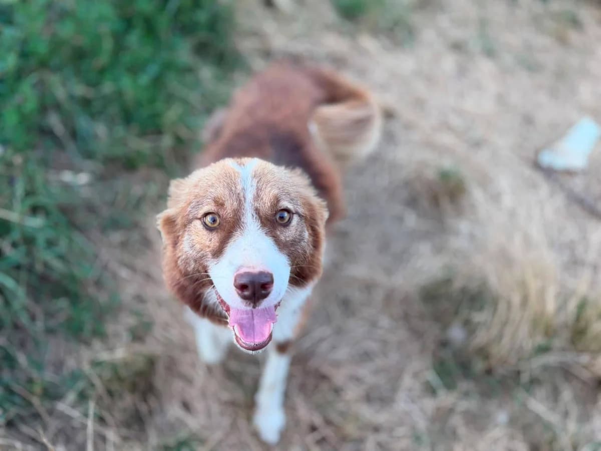Nila, braun female young Mixed Breed for adoption at Ein Herz für Streuner e.V., München