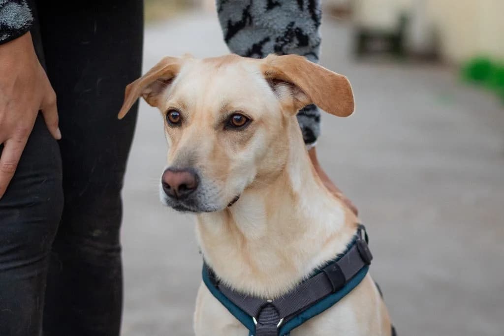 Nila, female young Mixed Breed for adoption at Ein Herz für Streuner e.V., München