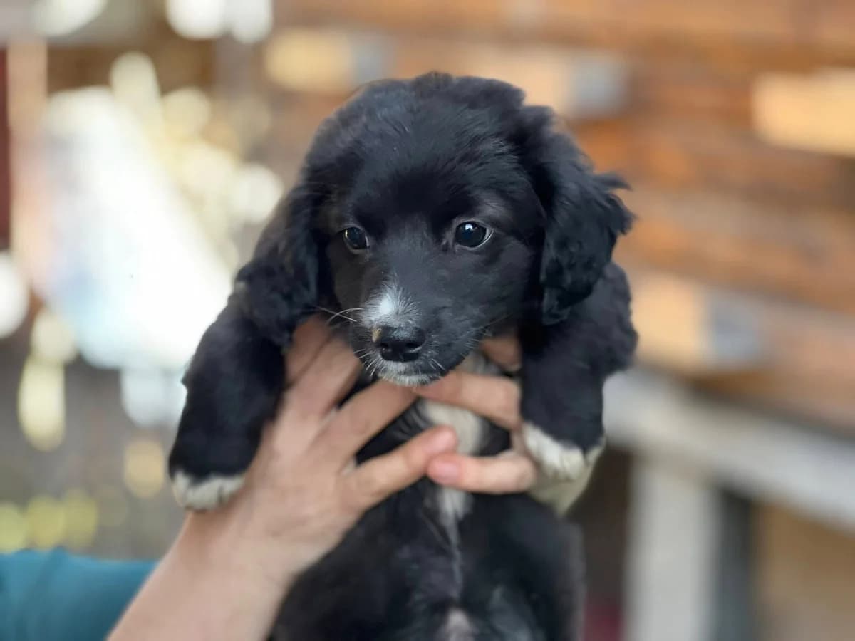 Nila, female puppy Mixed Breed for adoption at Ein Herz für Streuner e.V., München