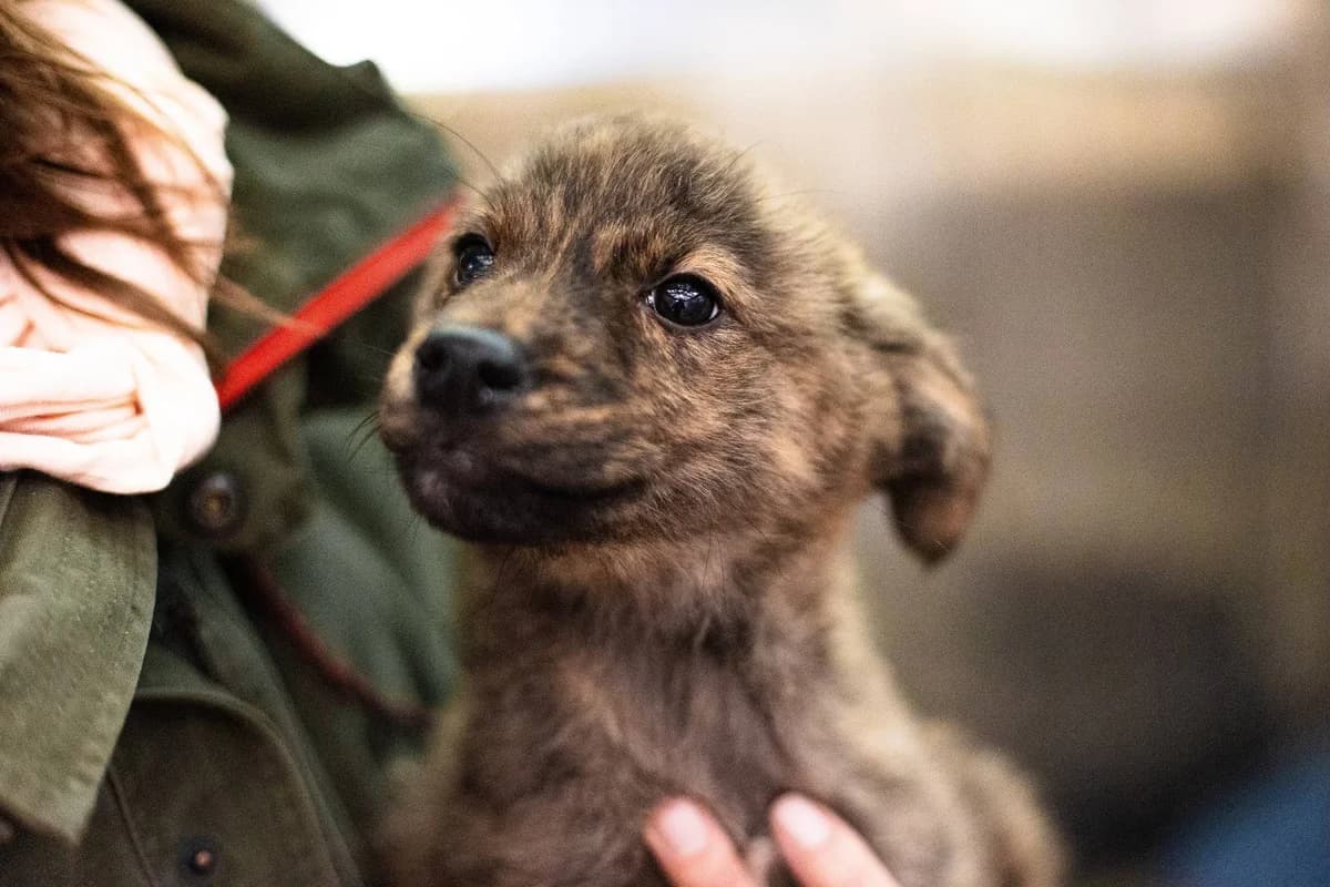 Nilana, braun puppy Mixed Breed for adoption at Ein Herz für Streuner e.V., München