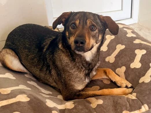 Nilea, female 5yo Mixed Breed for adoption at Ein Herz für Streuner e.V., München