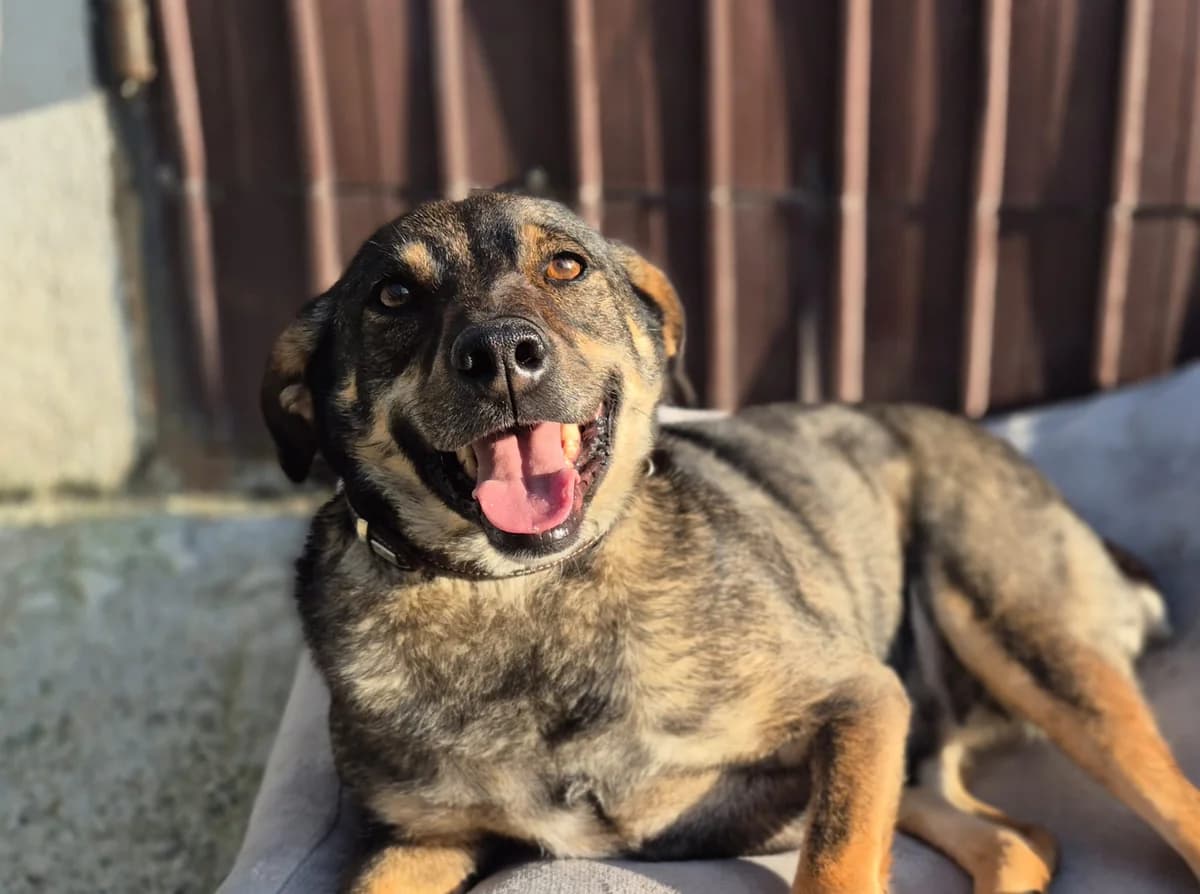 Nilea, female 5yo Mixed Breed for adoption at Ein Herz für Streuner e.V., München