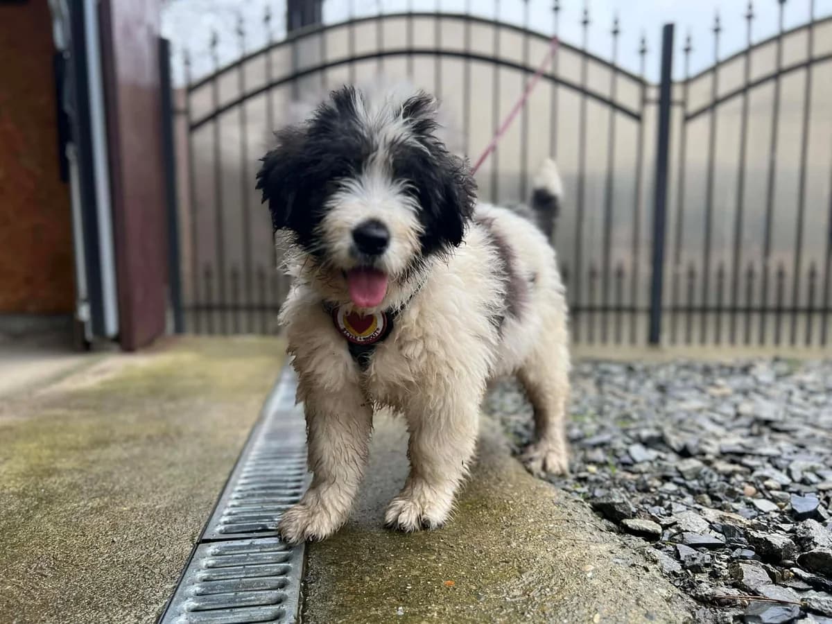 Nilo, weiß male puppy Mixed Breed for adoption at Ein Herz für Streuner e.V., München