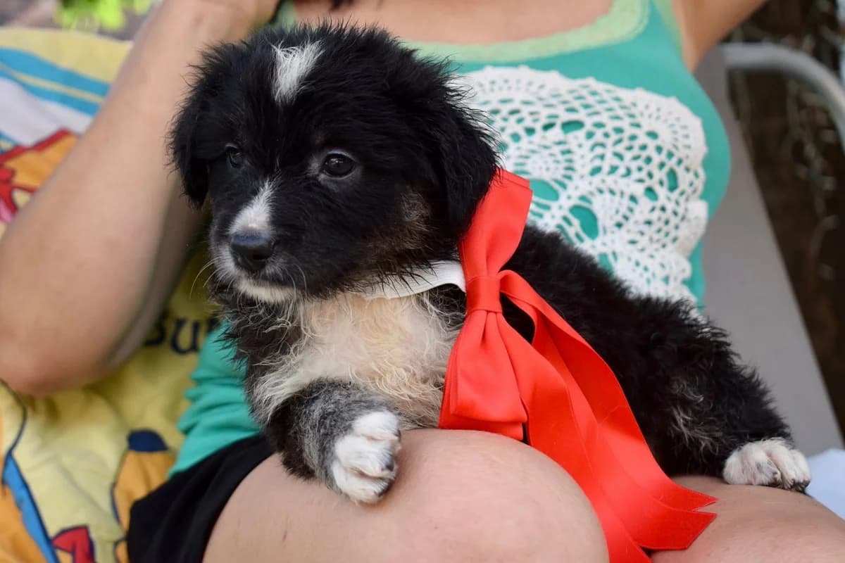 Nilou, female puppy Mixed Breed for adoption at Ein Herz für Streuner e.V., München