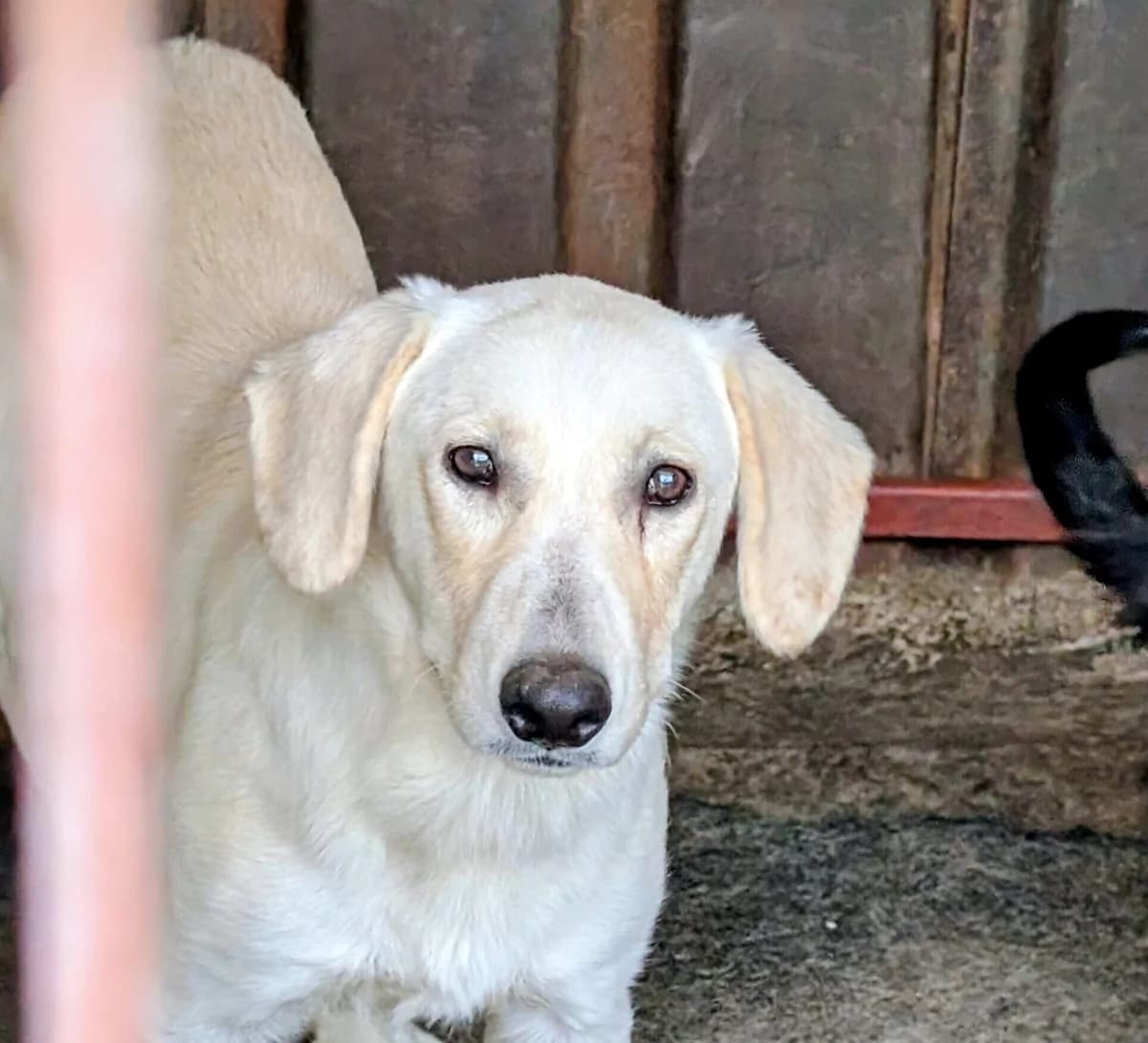 Nils, male young Mixed Breed for adoption at Ein Herz für Streuner e.V., München