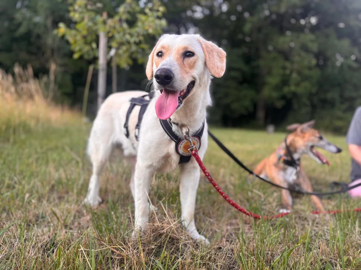 Nils, male 5yo Mixed Breed for adoption at Ein Herz für Streuner e.V., München