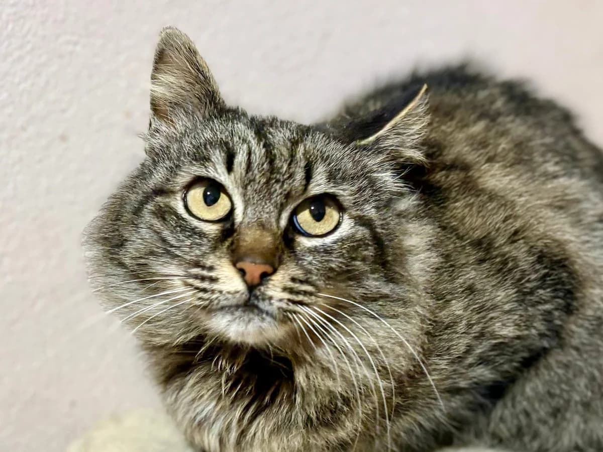 Nimbus, female 4yo Mixed Breed for adoption at Ein Herz für Streuner e.V., München