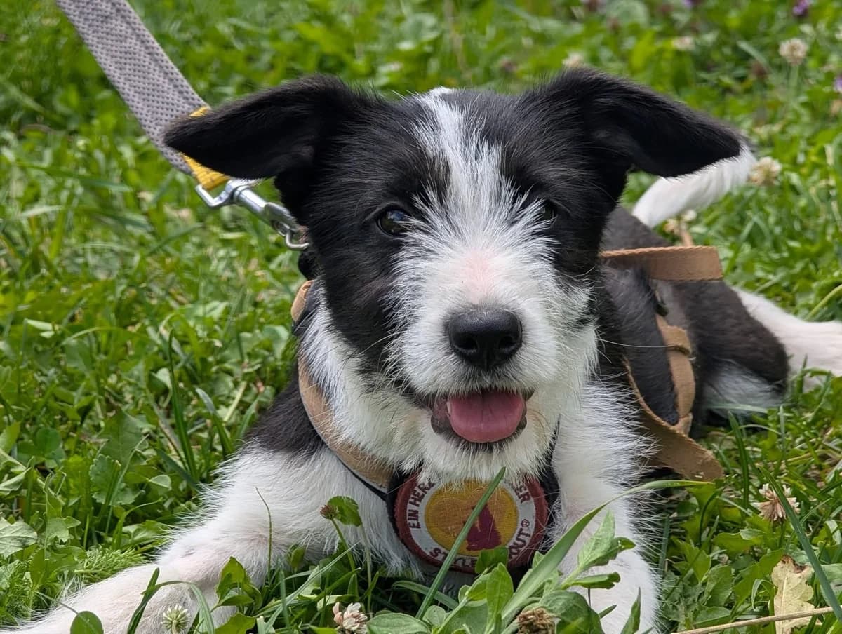 Nimue, schwarz female puppy Mixed Breed for adoption at Ein Herz für Streuner e.V., München