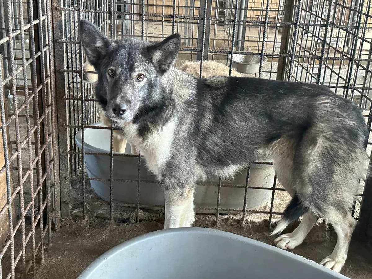 Nina, female 5yo Mixed Breed for adoption at Ein Herz für Streuner e.V., München