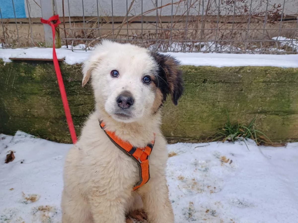 Nino, male puppy Mixed Breed for adoption at Ein Herz für Streuner e.V., München