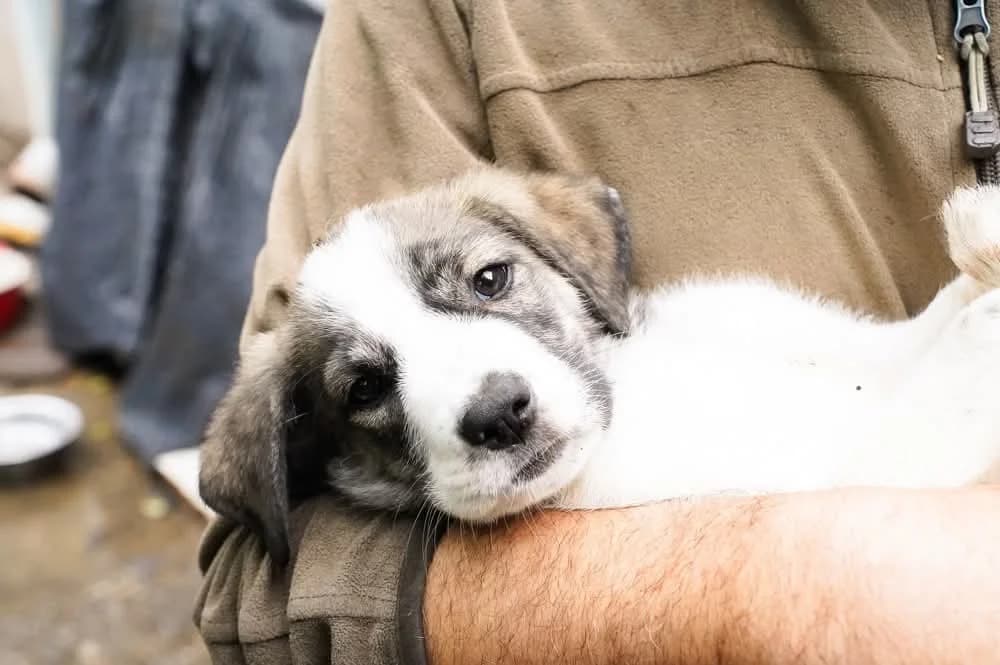 Nino, male puppy Mixed Breed for adoption at Ein Herz für Streuner e.V., München
