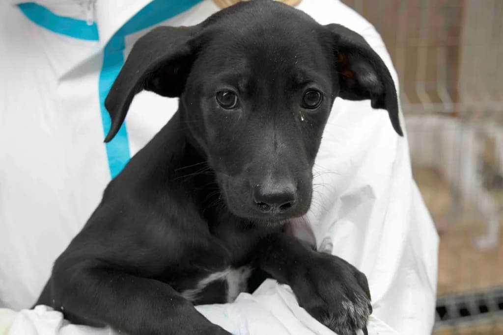 Nio, weiß male puppy Mixed Breed for adoption at Ein Herz für Streuner e.V., München