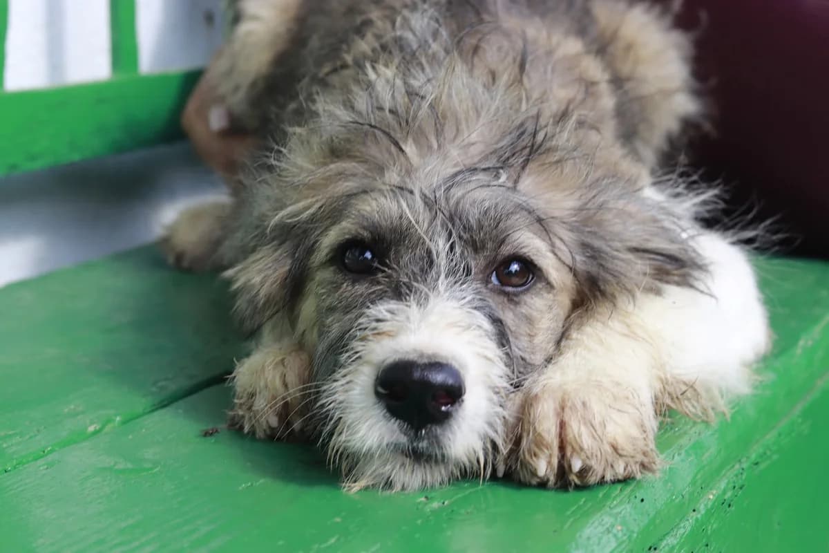Nirea, braun female puppy Mixed Breed for adoption at Ein Herz für Streuner e.V., München
