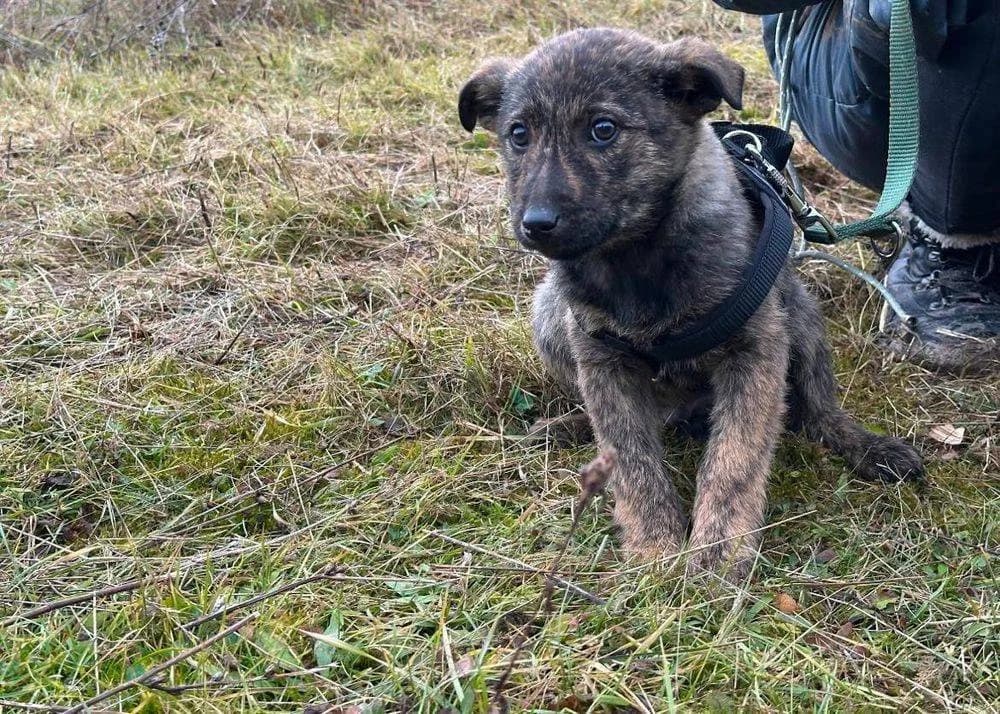 Niro, puppy Mixed Breed for adoption at Ein Herz für Streuner e.V., München