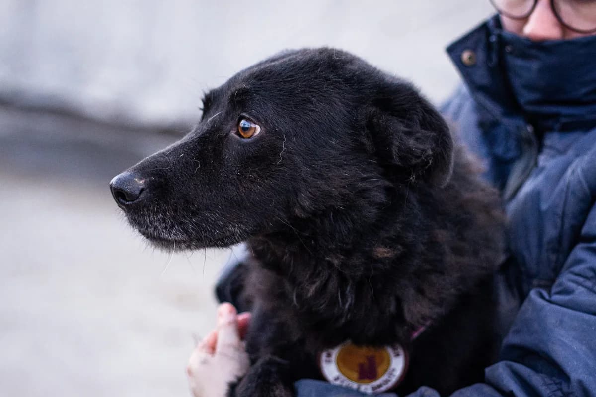 Nirvana, male 5yo Mixed Breed for adoption at Ein Herz für Streuner e.V., München
