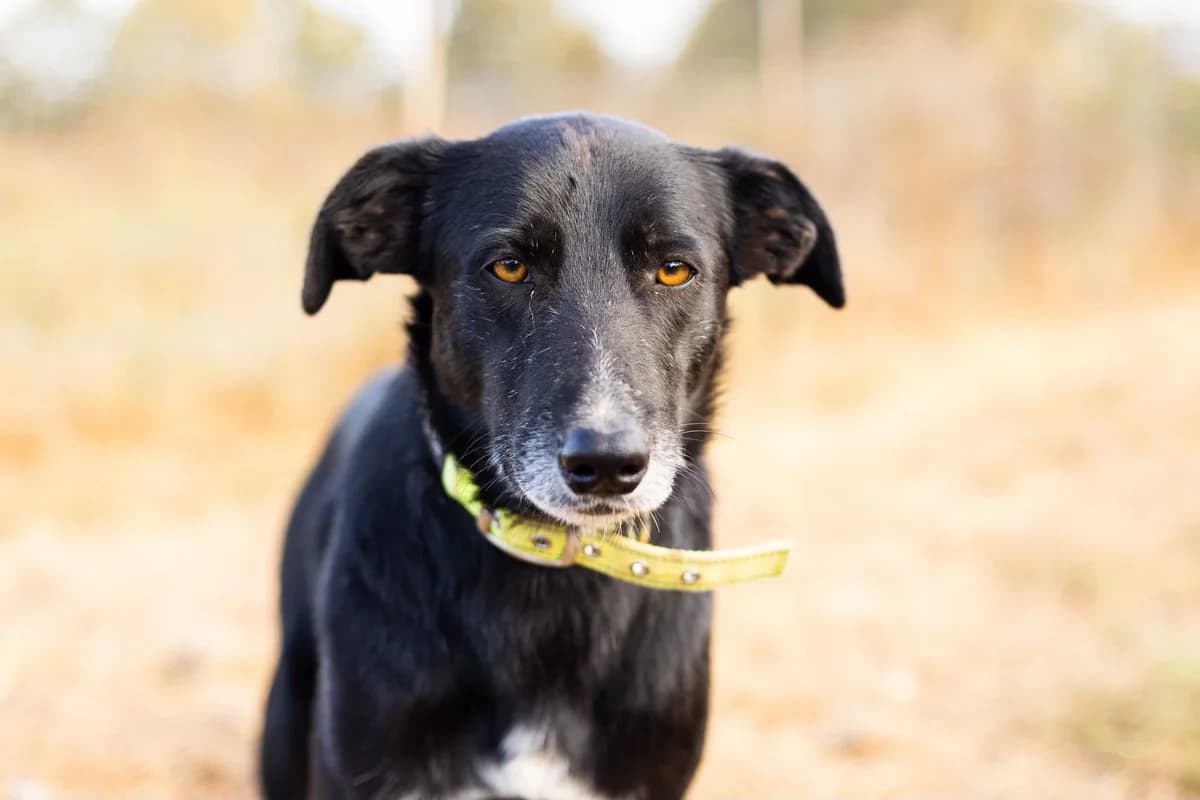 Nistru, male 4yo Mixed Breed for adoption at Ein Herz für Streuner e.V., München