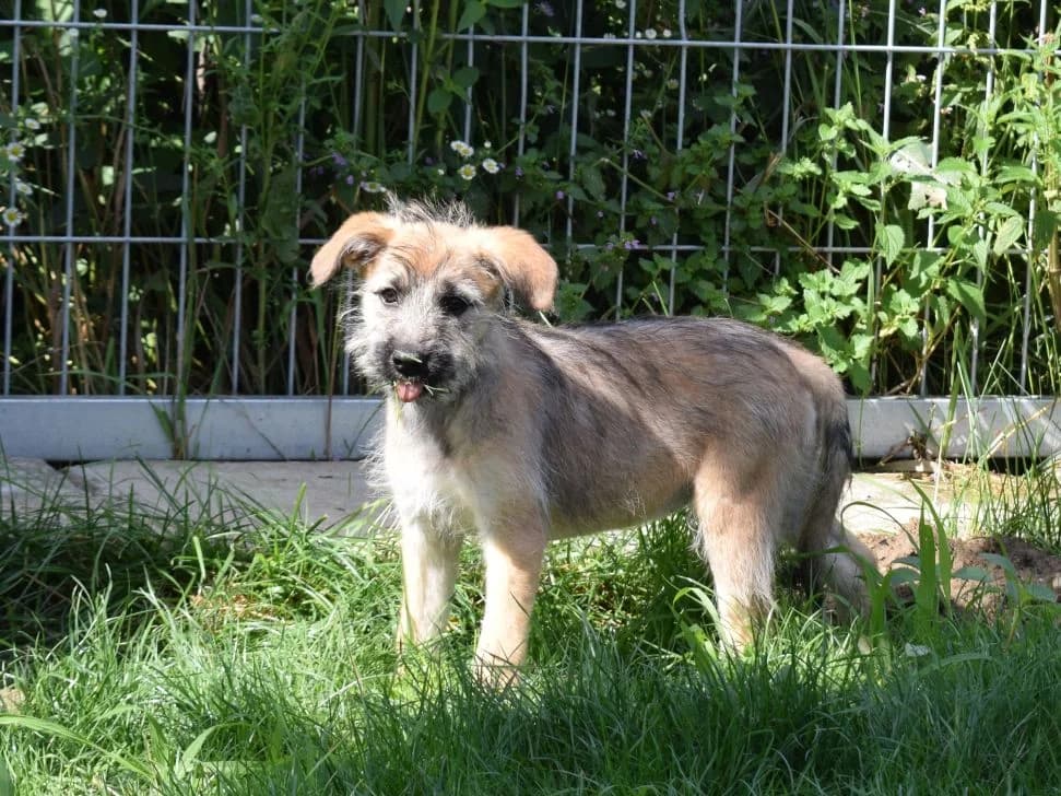 Nita, beige female puppy Mixed Breed for adoption at Ein Herz für Streuner e.V., München