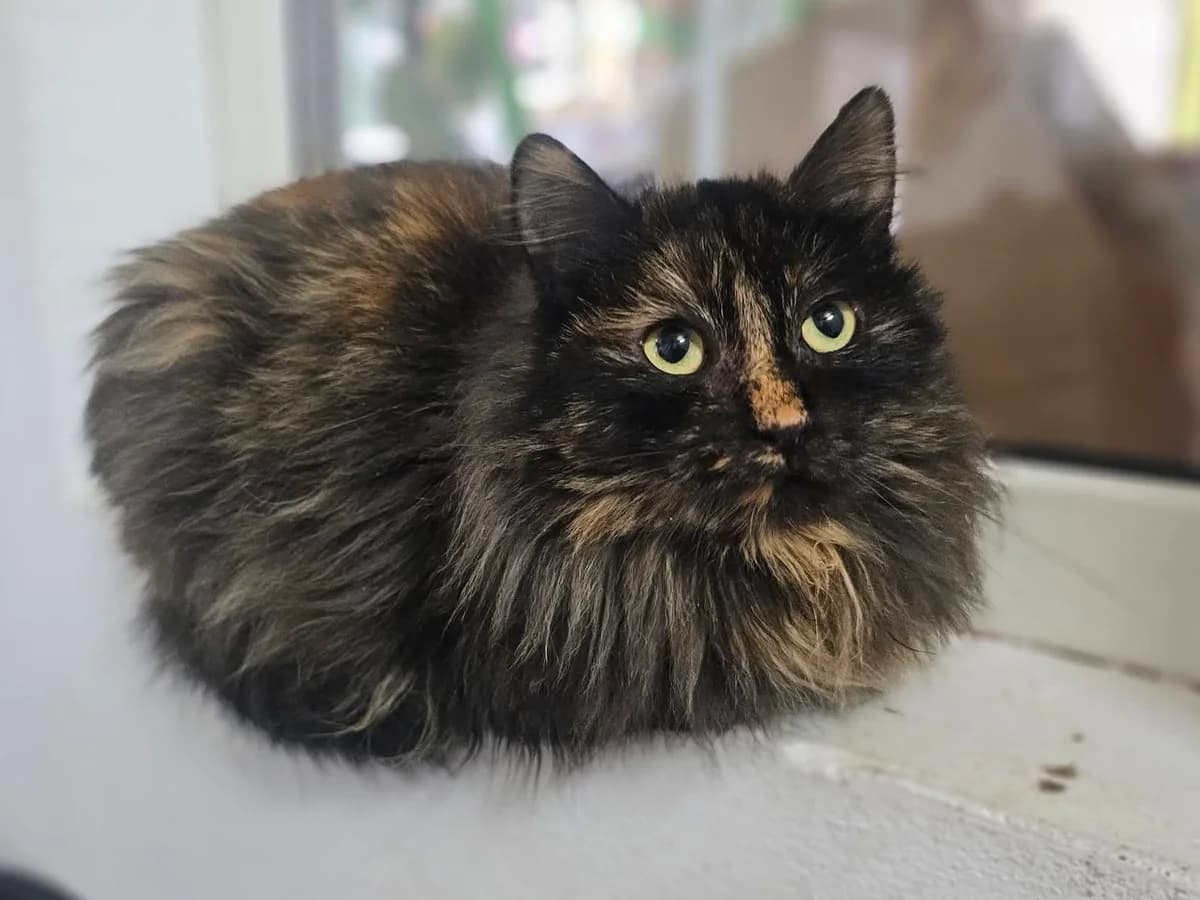 Nivi, female 4yo Mixed Breed for adoption at Ein Herz für Streuner e.V., München